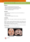 trabajo practico nº3. sistema nervioso - DEA
