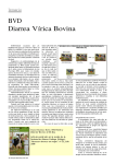 BVD Diarrea Vírica Bovina