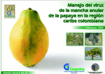 Manejo del virus de la mancha anular de la papaya en la región