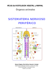 1b. Sistema nervioso periférico - Atlas de Histología Vegetal y Animal