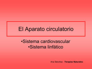 Aparato circulatorio