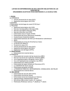 Enfermedades de - Visar-MAGA