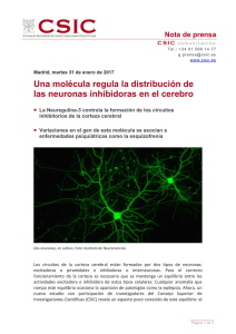 Una molécula regula la distribución de las neuronas inhibidoras en