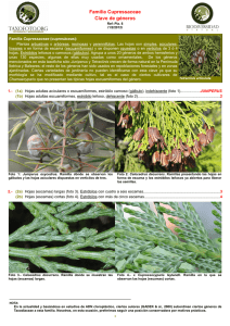 Familia Cupressaceae Clave de géneros