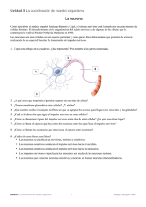 Unidad 5 La coordinación de nuestro organismo La neurona