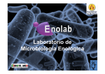 Laboratorio de Microbiología Enológica