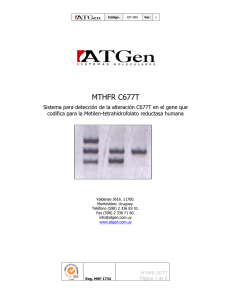 mthfr c677t - ATGen Diagnostica