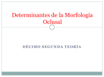 Determinantes de la Morfología Oclusal