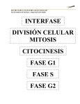 interfase división celular mitosis fase g1 fase s fase