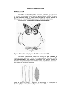 lepidoptera - Facultad de Ciencias Agropecuarias | UNC