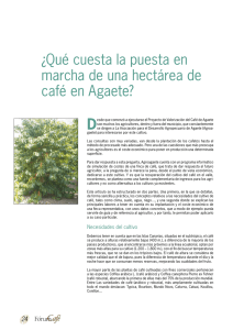 ¿Qué cuesta la puesta en marcha de una hectárea de café en Agaete?