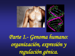Genoma humano: ADN