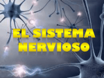 sistema nervioso periférico