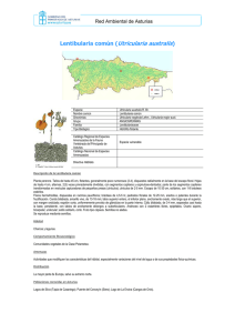 Utricularia australis - Gobierno del Principado de Asturias