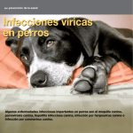 infecciones víricas en perros