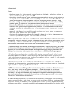 Célula Animal Partes: Membrana Celular