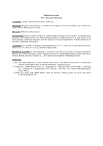 Virus del rayado del banano