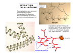 estructura del glucógeno