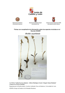 Orchis cazorlensis Lacaita