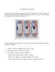 EL SISTEMA CIRCULATORIO. Es el sistema corporal encargado de