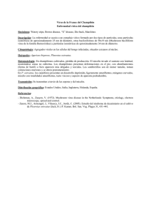 Virus de la France del Champiñón (Enfermedad vírica del