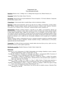 Turnip mosaic virus Virus del mosaico del nabo Sinónimos