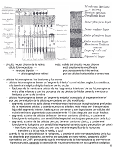 circuito neural directo de la retina: célula fotorreceptora