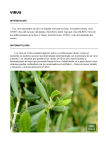 Los virus detectados en olivo en España son hasta la fecha