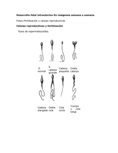 Desarrollo Fetal Intrauterino En Imagenes Semana A Semana