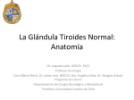la glándula tiroides normal: anatomía