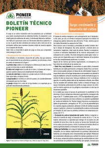 Crecimiento y desarrollo del cultivo de sorgo