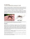 el virus zika: la nueva amenaza del mosquito tigre