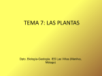 TEMA 7: LAS PLANTAS