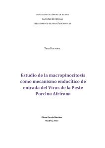 Estudio de la macropinocitosis como mecanismo endocítico de