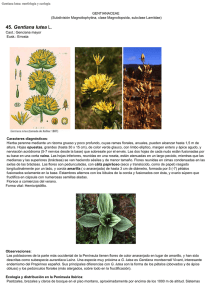 Gentiana lutea: morfología y ecología