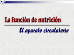 Aparato circulatorio - Valero Murillo Martínez