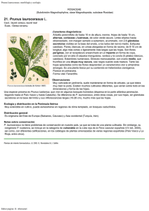 Prunus laurocerasus: morfología y ecología