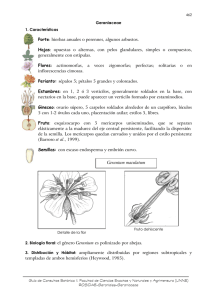 Geraniaceae