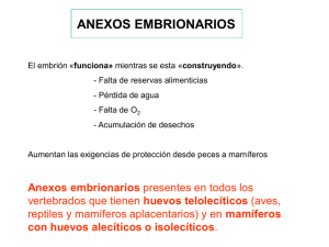 teórica 9: anexos embrionarios