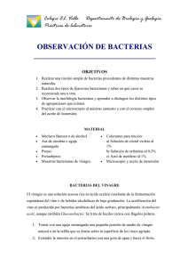 observación de bacterias
