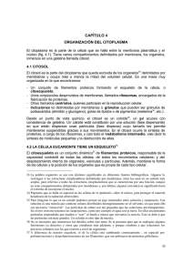 CAPÍTULO 4 ORGANIZACIÓN DEL CITOPLASMA