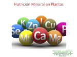 nutricion mineral 2017