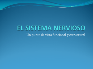 el sistema nervioso