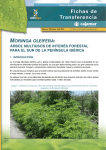 Moringa oleifera - Grupo Cooperativo Cajamar