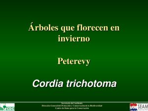 Cordia trichotoma