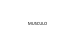 musculo - viktold