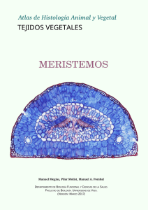 1. Meristemos - Atlas de Histología Vegetal y Animal