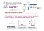 catabolismo de aminoácidos