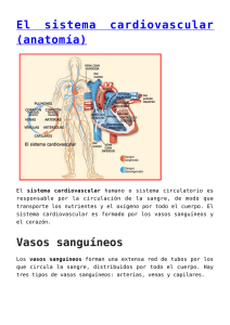 El sistema cardiovascular (anatomía)