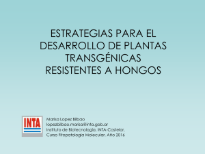 transgenicas resistentes a hongos